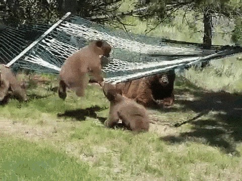 Юмор: Развлечение для медвежат
