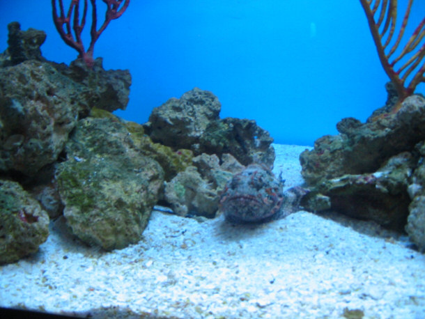 Смертоносная рыба-камень (12 фото)