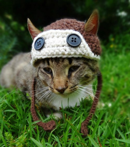 Вязаные шапочки для кошек (15 фото)