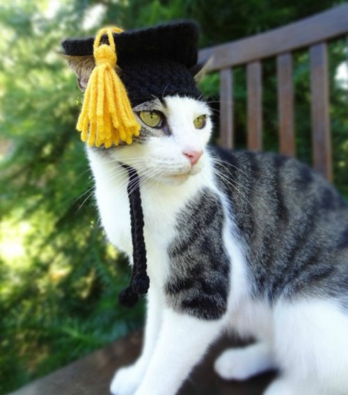 Вязаные шапочки для кошек (15 фото)