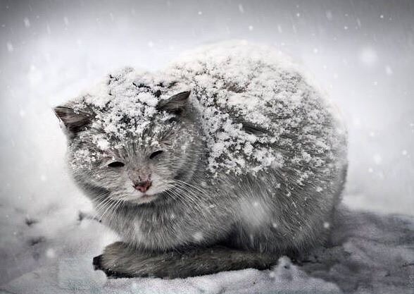 Опасности холода для кошек