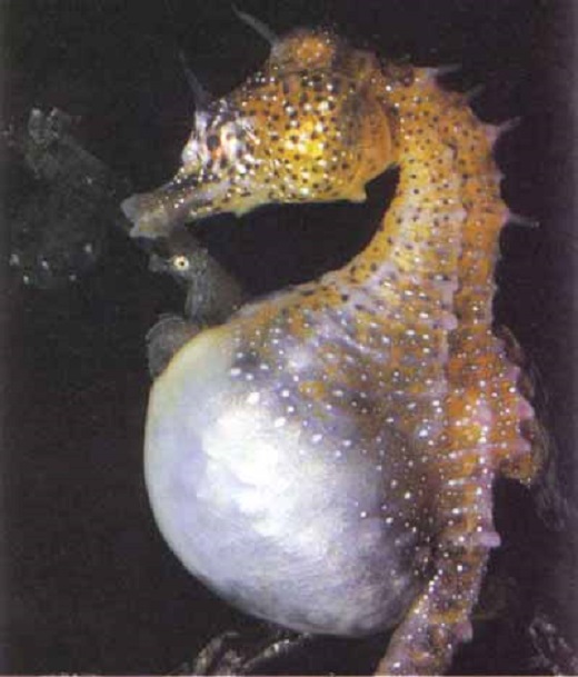 «Беременные» самцы морских коньков (13 фото)