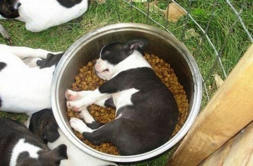Спящие щеночки (20 фото)