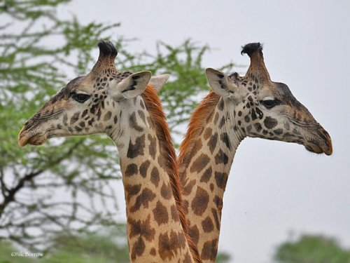 Что это на голове у жирафов? (12 фото + видео)