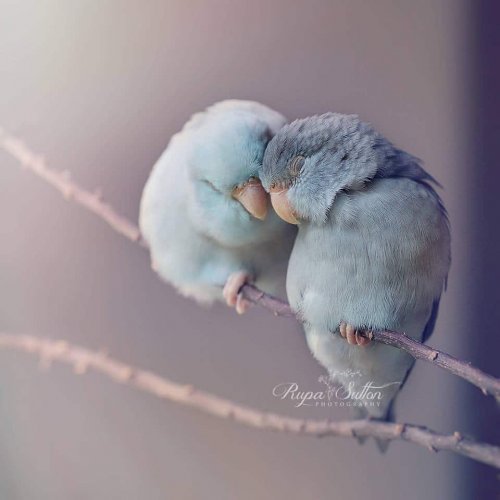 Сказочно-красивые фотографии с попугаями от Рупы Саттон (14 фото)