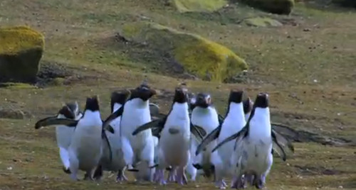 Нарезка забавных фэйлов пингвинов:)