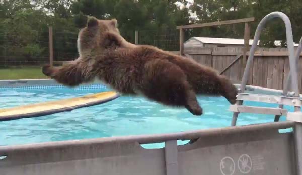Юмор: Медведь открыл для себя бассейн. Сплошной позитив!