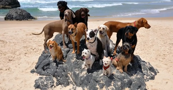 Юмор: 12 собак и один кот на пляже