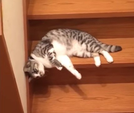 Юмор: Самый ленивый кот в мире