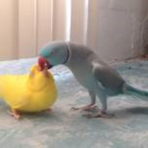 Юмор: Забавный брачный танец попугая