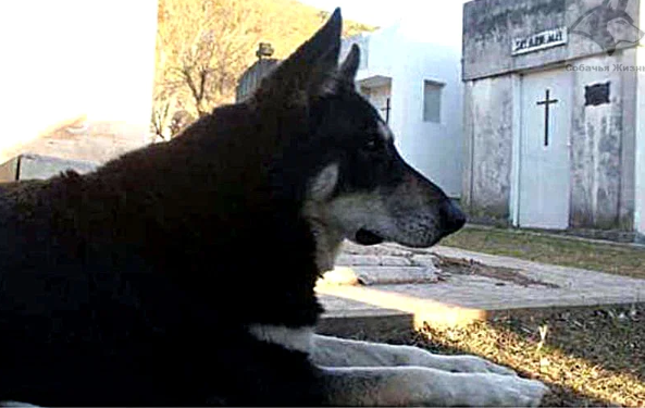 Ушёл из жизни пёс, проживший 11 лет на могиле хозяина (4 фото)