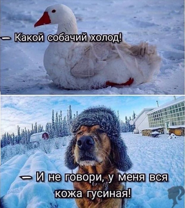 Смешные Картинки Про Холодную Погоду