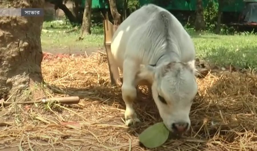 Самая маленькая корова в мире  (3 фото +видео)