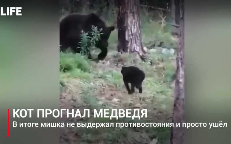 Домашний кот Вася защитил хозяев от медведя