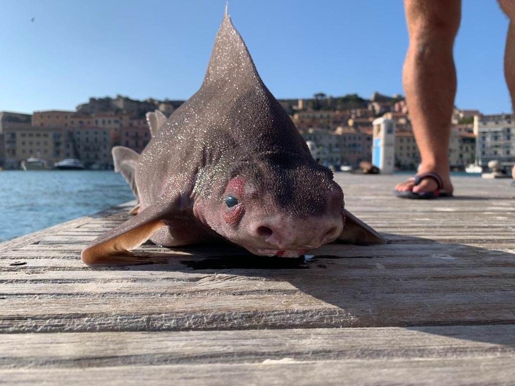В Италии заметили акулу с мордой свиньи