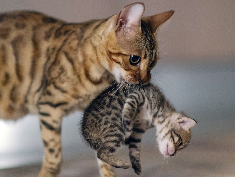 Кошка знакомит своего котёнка с младенцем