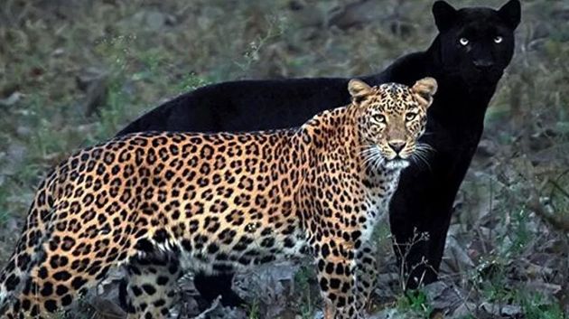 Самая красивая пара влюбленных леопардов - Клео и Сайя (5 фото)