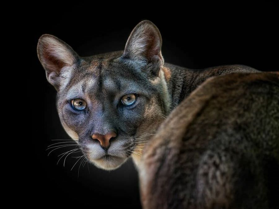 Портреты диких животных от перуанского фотографа (21 фото)