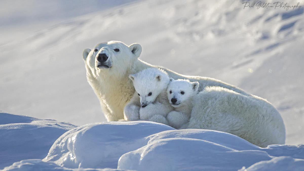 Фотограф дикой природы запечатлел белую медведицу и ее детёнышей (3 фото)