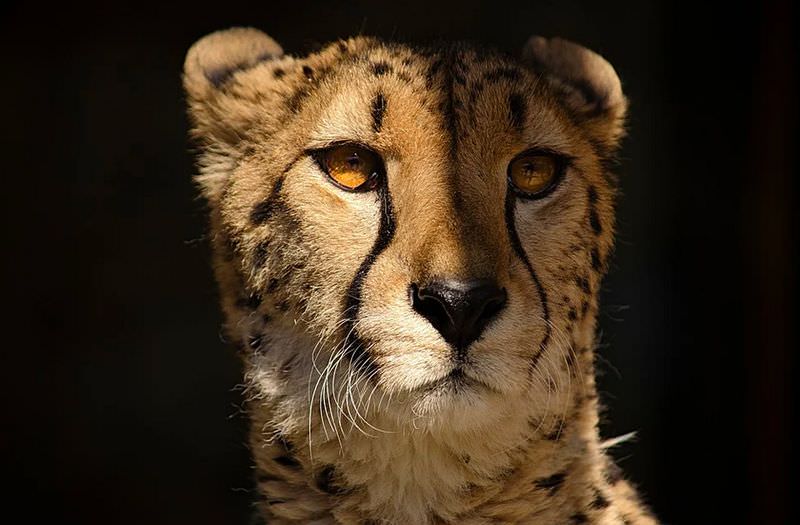 Гепард – большая кошка с самым маленьким мозгом