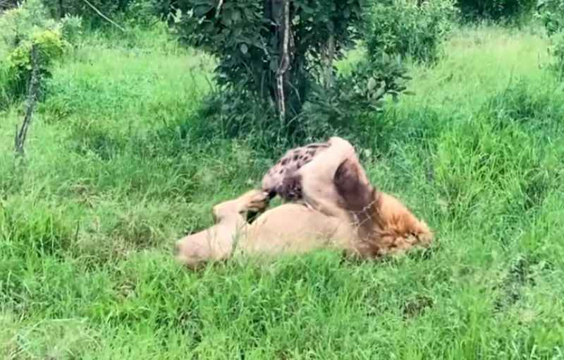 Молодая гиена пыталась похитить добычу у леопарда и сама попала льву в зубы