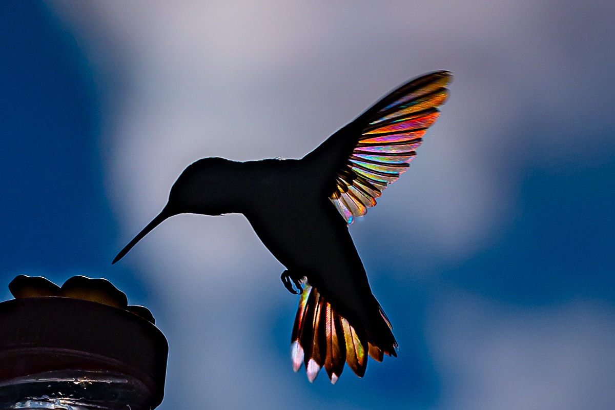 Спустя три лета мужчина наконец получил фотографии колибри с радужными крыльями (6 фото)