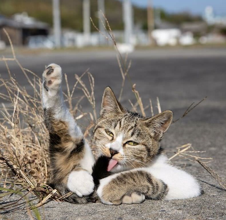 Забавные фотографии бездомных кошек, сделанные японским фотографом (49 фото)