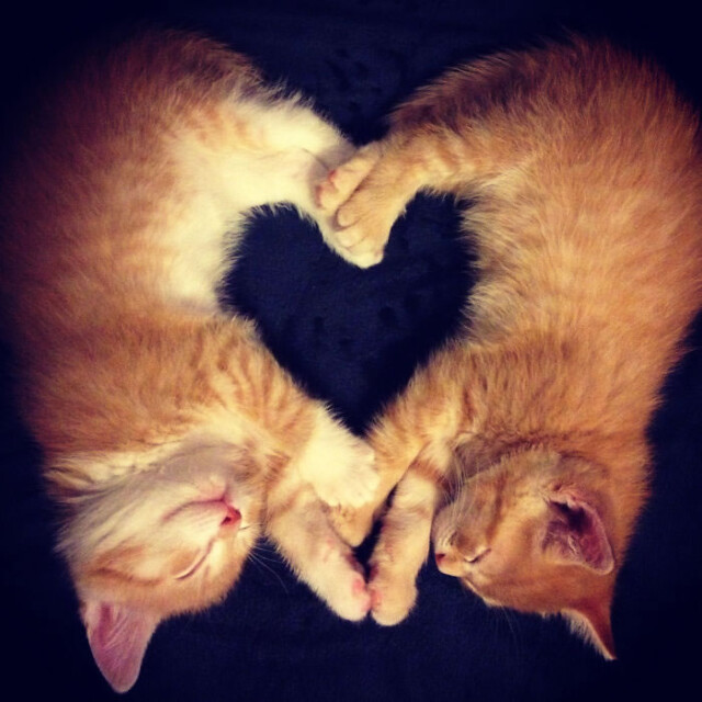 Смешные позы, спящих вместе кошек (20 фото)