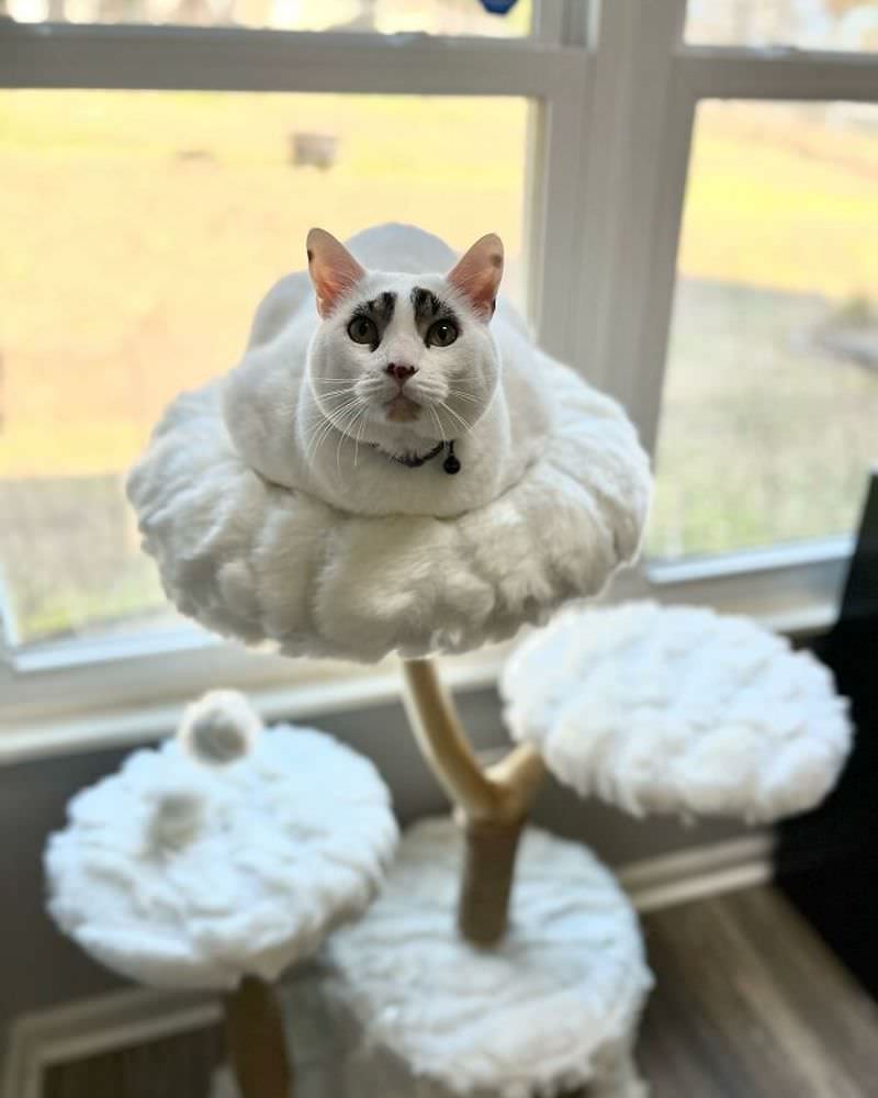 Сквид - кот с уникальными отметинами, похожими на брови (12 фото)