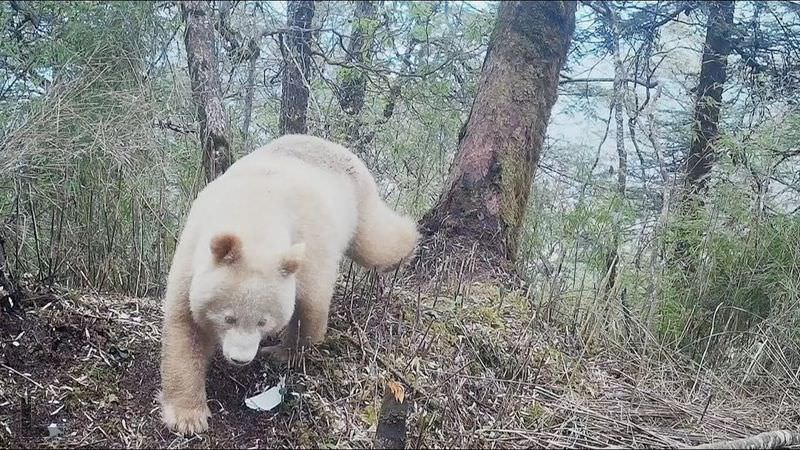 Единственная в мире белая панда (2 фото+ видео)