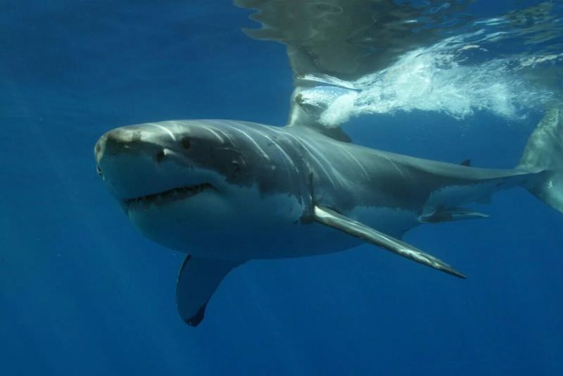 Почему большая белая акула черного цвета?