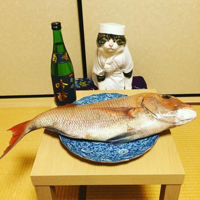 Кот-косплейщик каждый вечер ужинает со своей хозяйкой (30 фото)