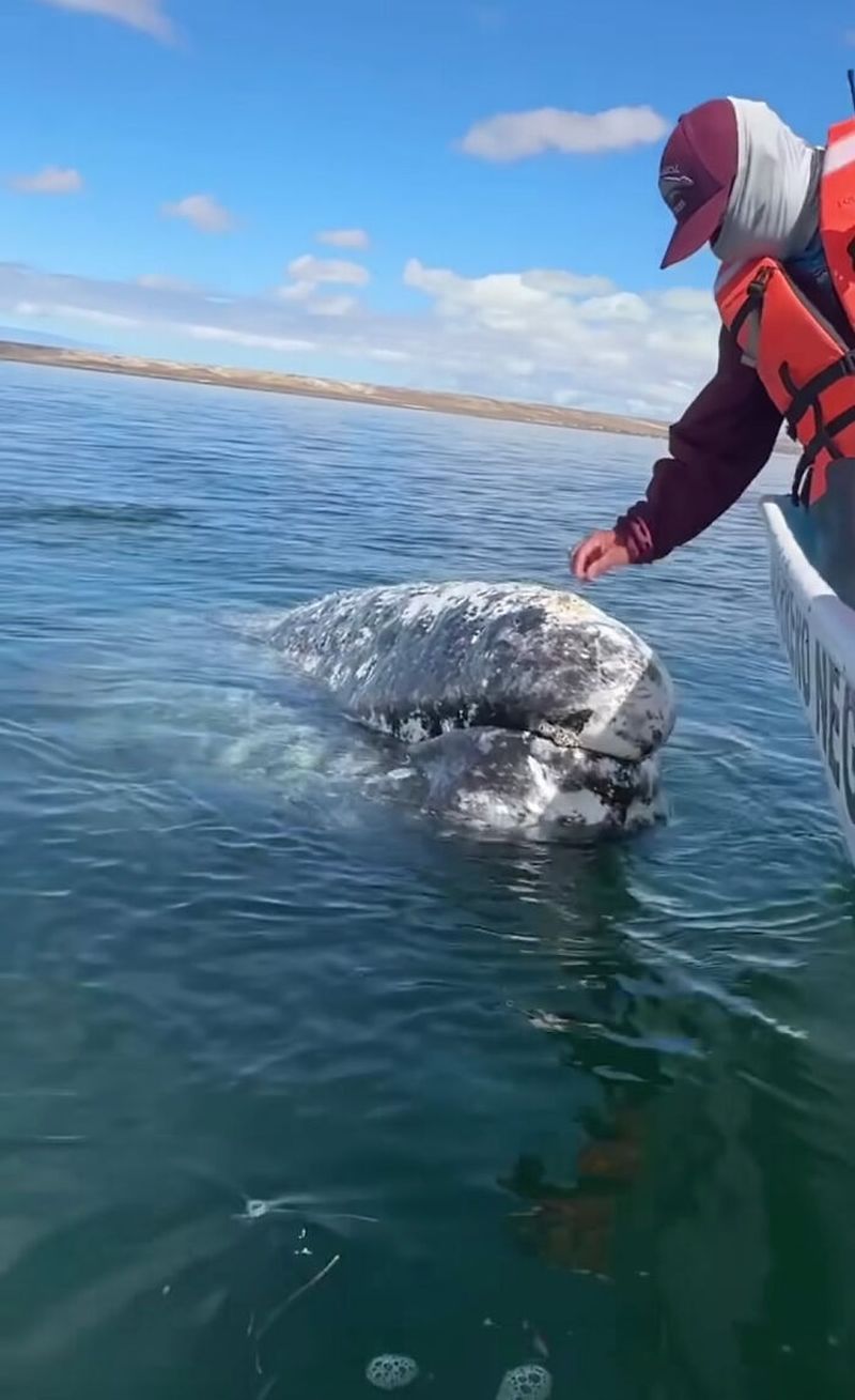Невероятный момент: кит подплыл к моряку с необычной просьбой (7 фото)