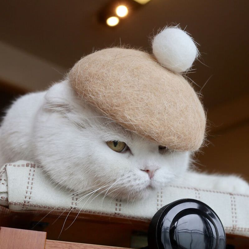 Японские художники используют мех кошек, чтобы создавать для них забавные шляпы (28 фото)