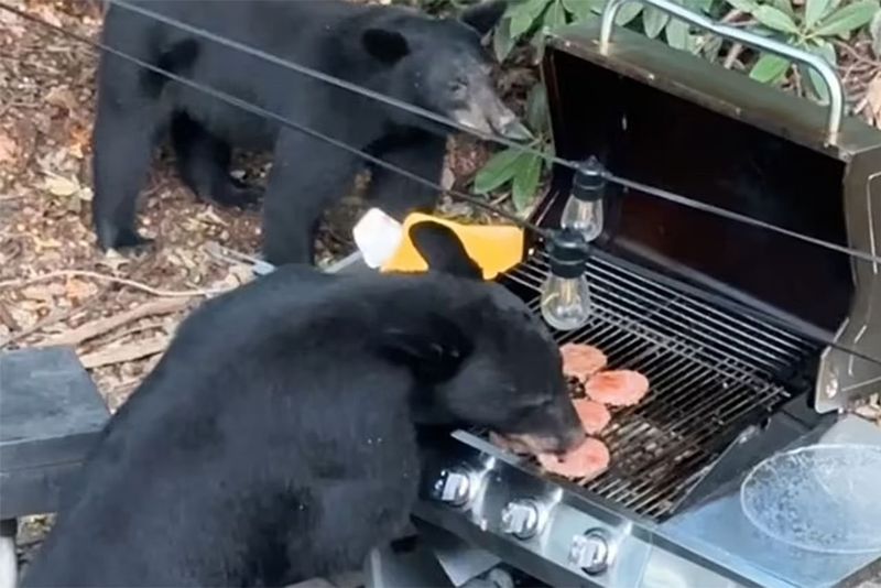 В США медведи ворвались на пикник и съели все котлеты