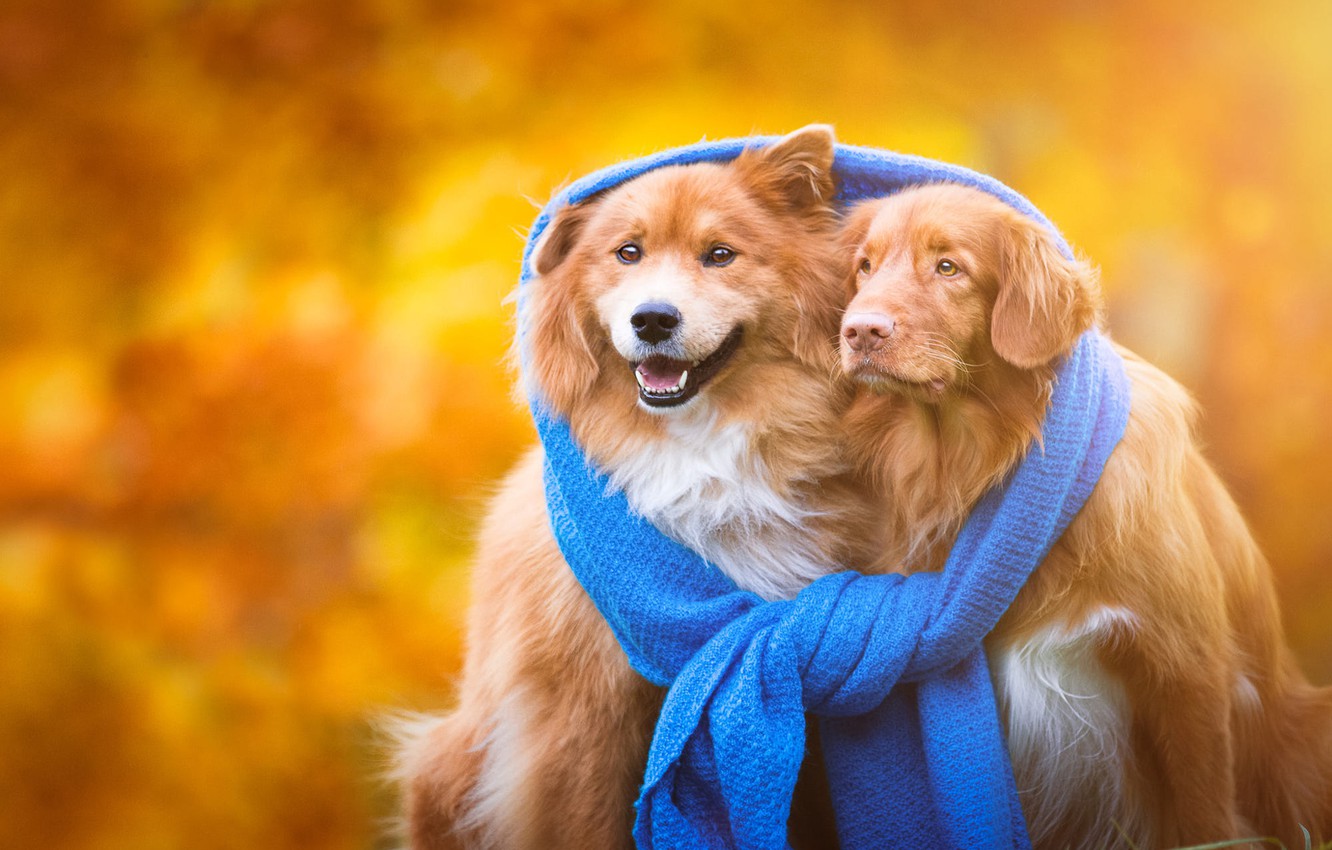 Золотая осень и собаки (30 фото)