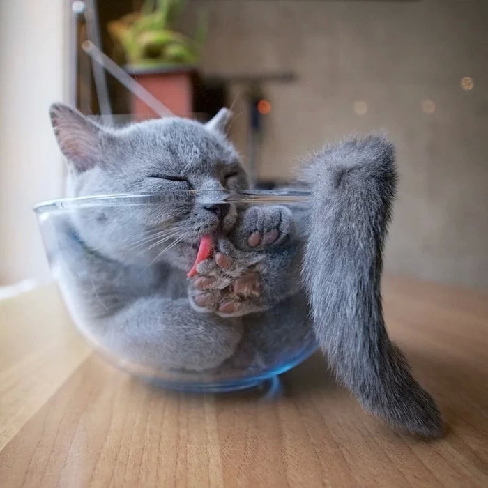 Котишки в посуде (18 фото)