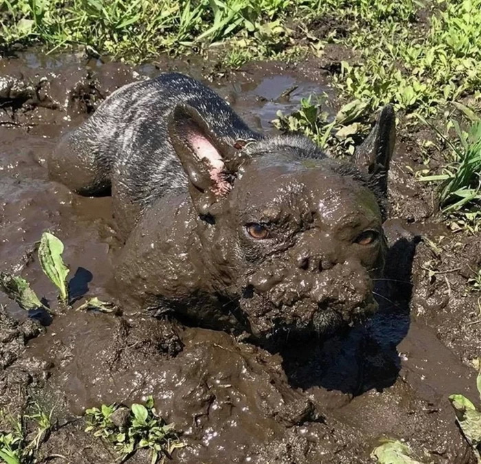 Собаки - в грязи валяки (18 фото)