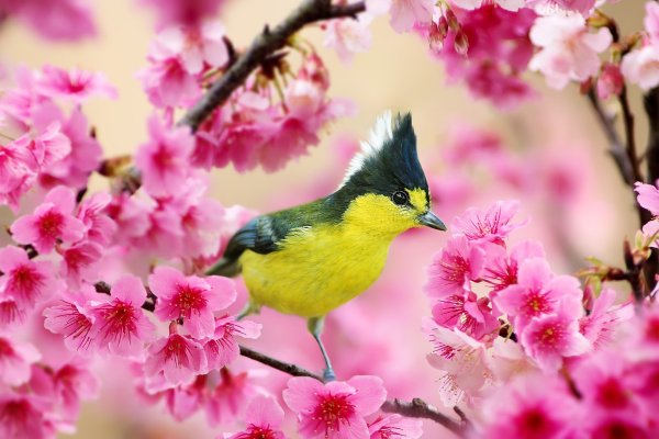 Птицы и  цветы (30 фото)
