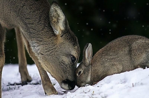 Дружба оленя и кролика (7 фото)