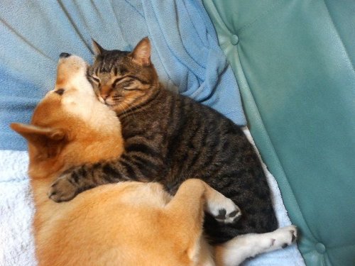 Собаки и кошки в одной обложке (16 фото)