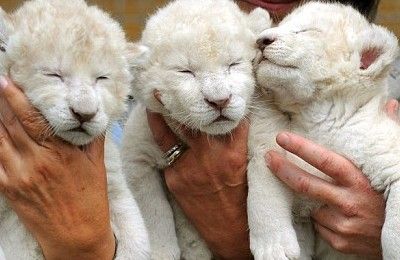 В английском заповеднике родились три белых льва