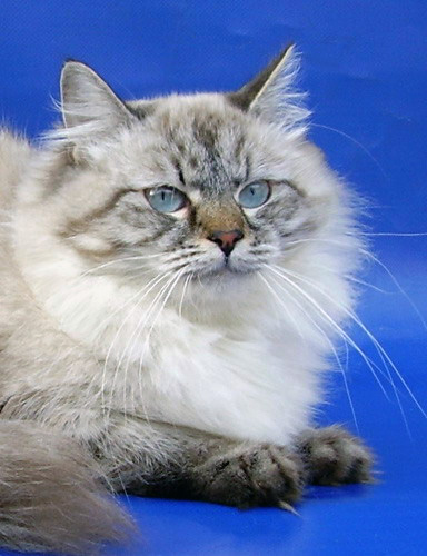 Невская маскарадная кошка (14 фото)