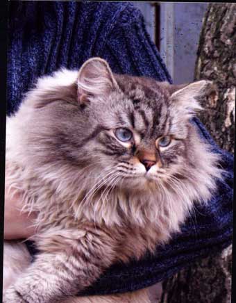 Невская маскарадная кошка (14 фото)