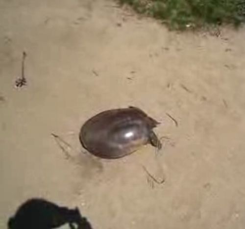 Кто сказал что черепахи медленные? :) (видео)