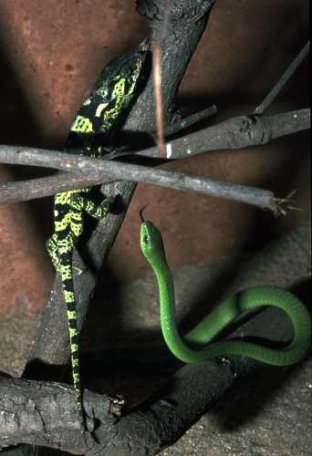 Top 10: Самые ядовитые змеи мира