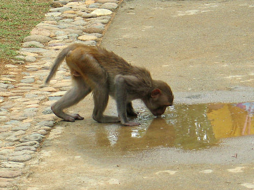 Смешные обезьяны (20 фото)