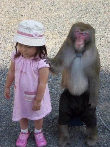 Смешные обезьяны (20 фото)
