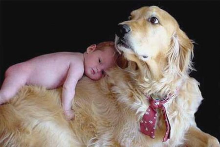 Собаки и маленькие детки (17 фото)
