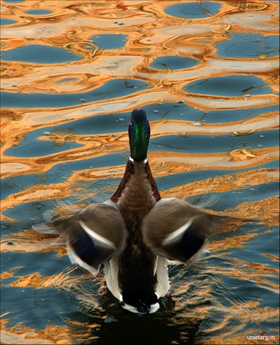 Водоплавающие птицы (23 фото)